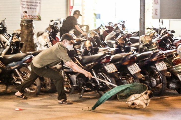 Hà Nội yêu cầu tăng cường bắt chó thả rông để phòng bệnh dại- Ảnh 1.