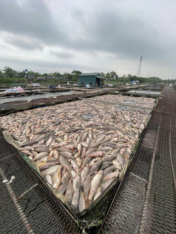 Cá chép giòn giảm 'tụt dốc' chỉ còn từ 16 nghìn đồng/kg, nguồn gốc từ đâu?- Ảnh 3.