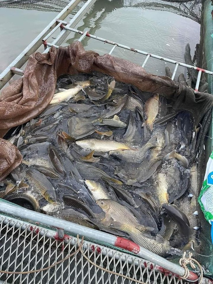 Cá chép giòn giảm 'tụt dốc' chỉ còn từ 16 nghìn đồng/kg, nguồn gốc từ đâu?- Ảnh 2.