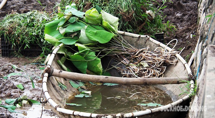 Sen Bách Diệp 'tái xuất' ở hồ Đầm Đông- Ảnh 1.