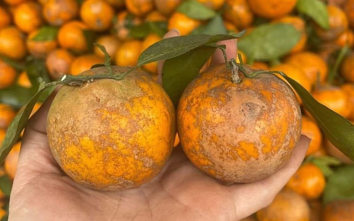 Sự thật về Quýt sim giá 40.000 đồng/kg bán tràn lan trên MXH