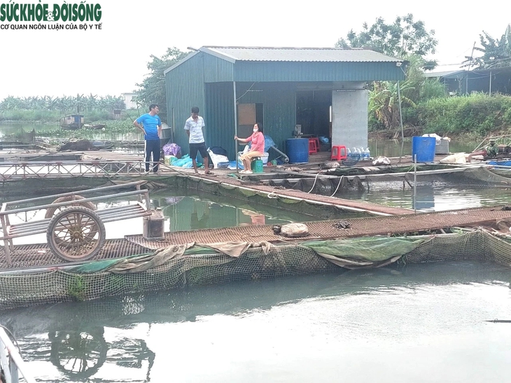 Nguyên nhân cá nuôi lồng ở Hải Dương bất ngờ chết hàng loạt- Ảnh 1.