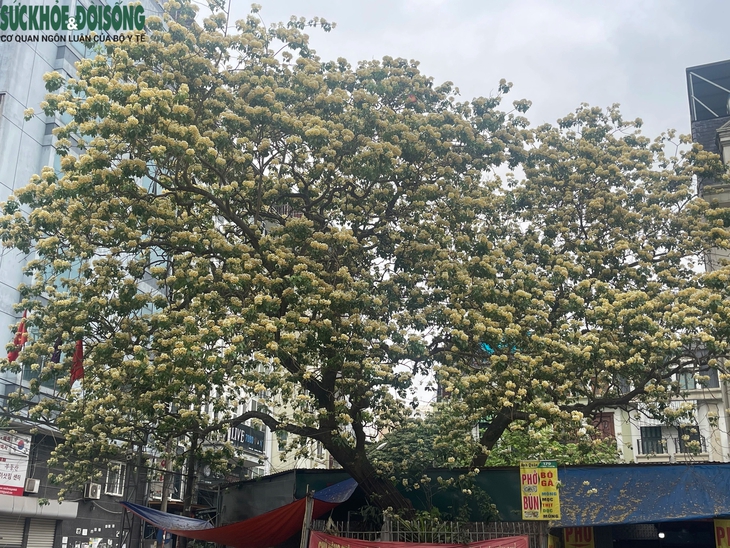 Cây hoa bún hơn 300 tuổi khoe sắc vàng rực một góc phố- Ảnh 1.
