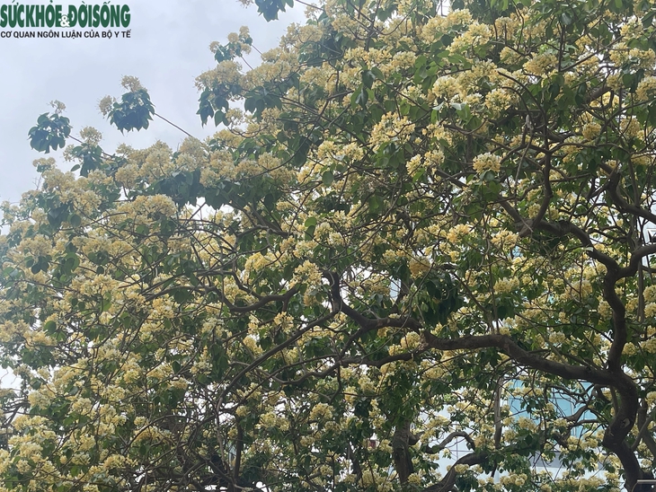 Cây hoa bún hơn 300 tuổi khoe sắc vàng rực một góc phố- Ảnh 2.