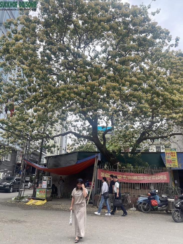 Cây hoa bún hơn 300 tuổi khoe sắc vàng rực một góc phố- Ảnh 6.