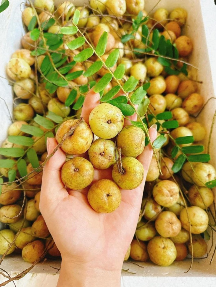 Lạ kỳ loại quả từng để rụng bỏ đi nay thành đặc sản, chị em sẵn sàng chi cả 100.000 đồng/kg để thưởng thức- Ảnh 1. Lạ kỳ loại quả từng để rụng bỏ đi nay thành đặc sản, chị em sẵn sàng chi cả 100.000 đồng/kg để thưởng thức- Ảnh 1.