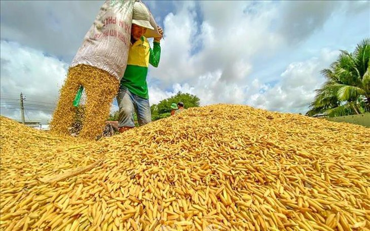 Giá lúa, gạo cùng tăng