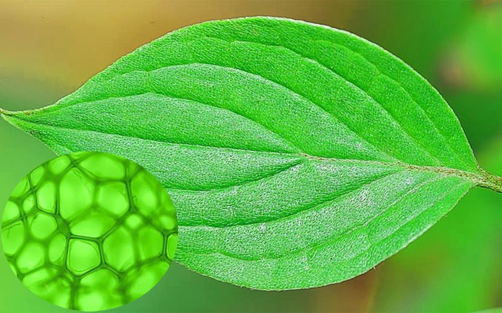 Những thực phẩm chứa diệp lục có lợi cho sức khỏe