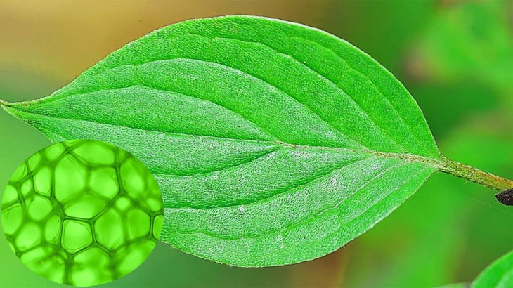 Những thực phẩm chứa diệp lục có lợi cho sức khỏe - Ảnh 1.