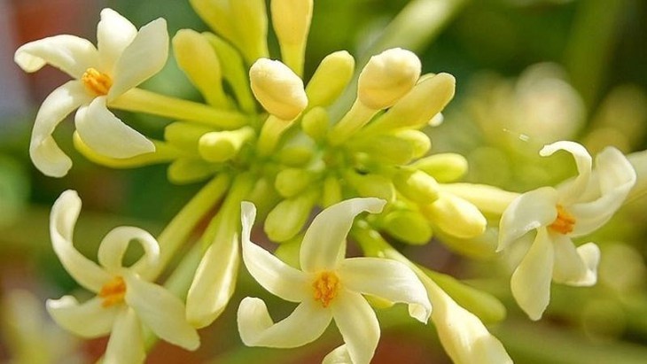 Hoa đu đủ đực ngâm mật ong dùng thế nào?- Ảnh 1.