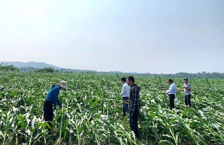 Mưa kèm lốc xoáy 'cuốn bay' gần 60 tỷ ở huyện miền núi Nghệ An- Ảnh 1.