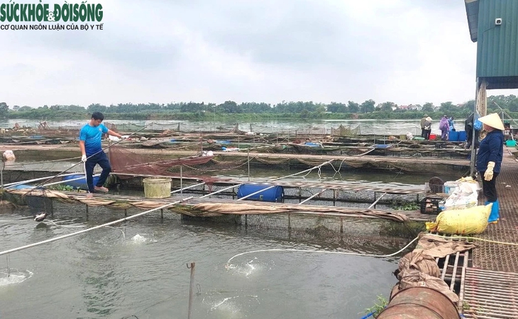 Nông dân Hải Dương mất trắng cơ nghiệp từ vụ cá nuôi lồng chết hàng loạt- Ảnh 1.