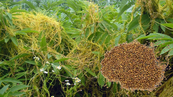 Thỏ-ty-tử-có-tác-dụng-gì