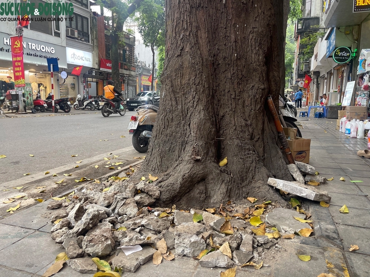 'Cởi trói' cho hàng cây sao đen trên phố Lò Đúc- Ảnh 3.