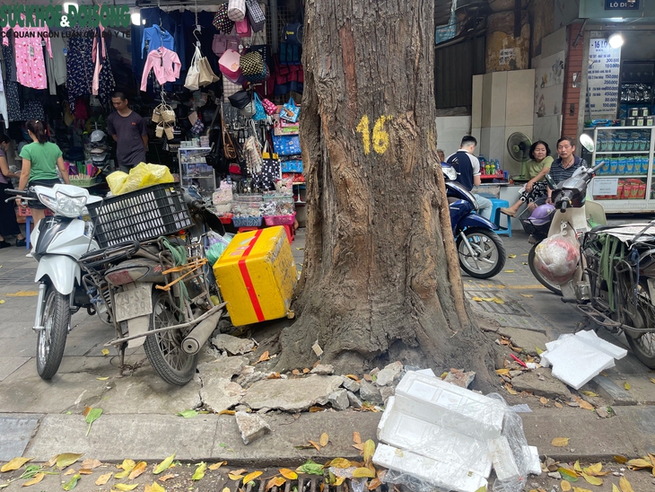 'Cởi trói' cho hàng cây sao đen trên phố Lò Đúc- Ảnh 5.