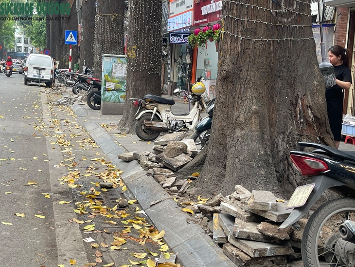 'Cởi trói' cho hàng cây sao đen trên phố Lò Đúc- Ảnh 6.