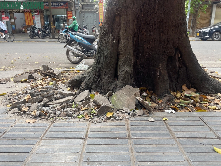'Cởi trói' cho hàng cây sao đen trên phố Lò Đúc- Ảnh 7.