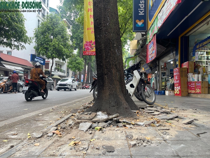 'Cởi trói' cho hàng cây sao đen trên phố Lò Đúc- Ảnh 8.
