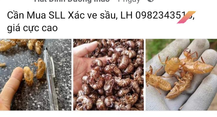 Thực hư thông tin mua xác ve sầu giá tiền triệu ở Đắk Lắk- Ảnh 2. Thực hư thông tin mua xác ve sầu giá tiền triệu ở Đắk Lắk- Ảnh 2.
