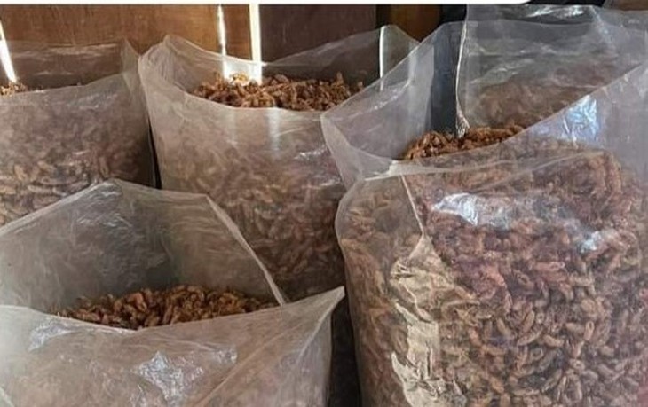 Thực hư thông tin mua xác ve sầu giá tiền triệu ở Đắk Lắk- Ảnh 4. Thực hư thông tin mua xác ve sầu giá tiền triệu ở Đắk Lắk- Ảnh 4.