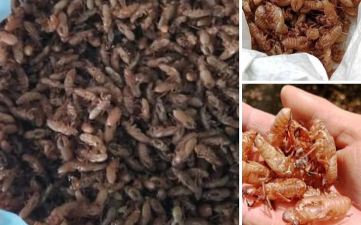 Thực hư thông tin mua xác ve sầu giá tiền triệu ở Đắk Lắk
