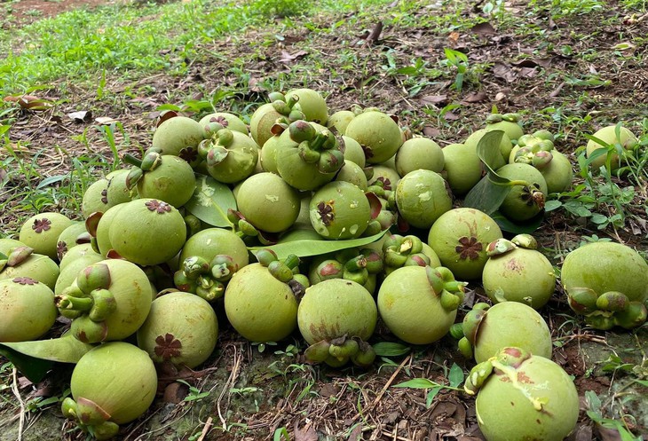 Một loại quả non ở chợ Việt giá 850 nghìn/kg, hàng vẫn ‘đắt như tôm tươi’- Ảnh 1. Một loại quả non ở chợ Việt giá 850 nghìn/kg, hàng vẫn ‘đắt như tôm tươi’- Ảnh 1.