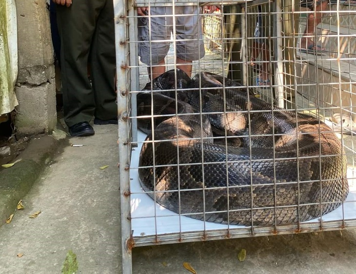 Giao nộp trăn 'khủng' dài 5,2m, nặng 85kg đi lạc nhiều năm cho kiểm lâm- Ảnh 1.