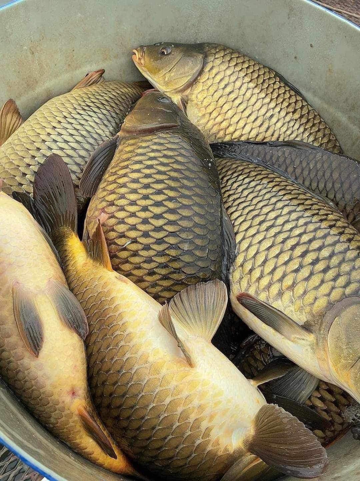 Thận trọng khi mua "giải cứu" cá chép giòn giá 35.000 đồng/kg- Ảnh 2. Thận trọng khi mua "giải cứu" cá chép giòn giá 35.000 đồng/kg- Ảnh 2.