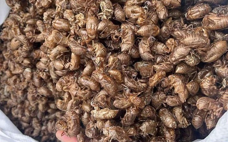 Cẩn trọng với trào lưu thu mua xác ve sầu giá vài triệu/kg