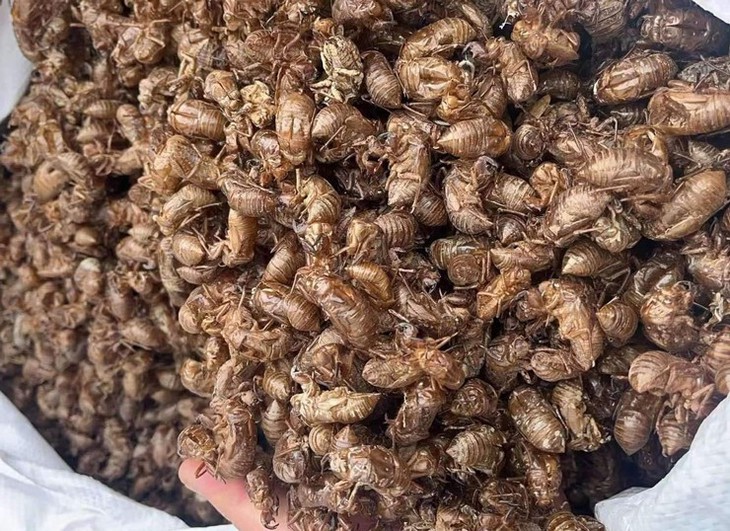 Cẩn trọng với trào lưu thu mua xác ve sầu giá vài triệu/kg- Ảnh 2. Cẩn trọng với trào lưu thu mua xác ve sầu giá vài triệu/kg- Ảnh 2.