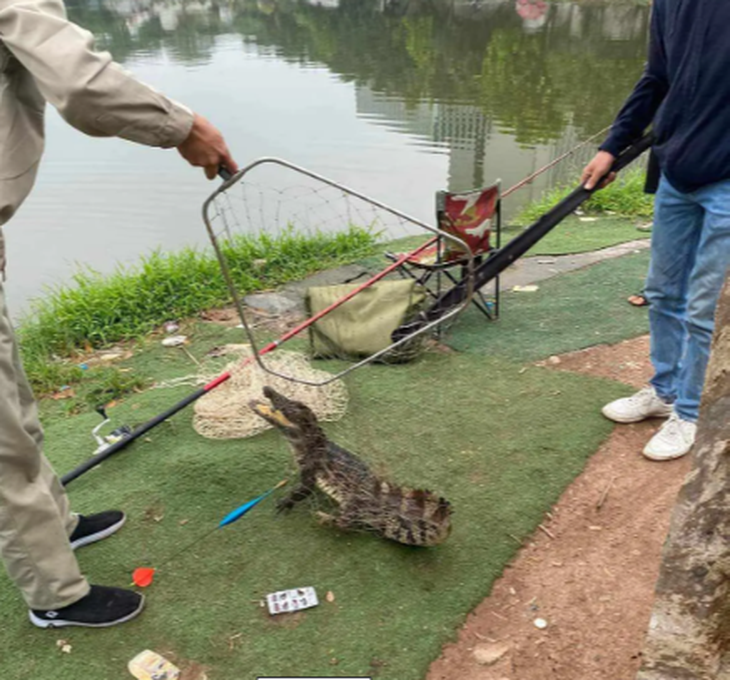 Cá sấu bất ngờ xuất hiện ở hồ tại Hà Nội- Ảnh 1.