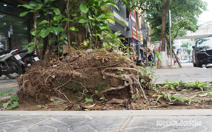 Nhiều cây xanh rễ lộ thiên, nguy cơ đổ gục trong mùa mưa bão