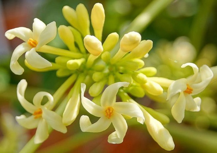 Hoa đu đủ đực ngâm mật ong có chữa được bệnh u nang buồng trứng?- Ảnh 2.