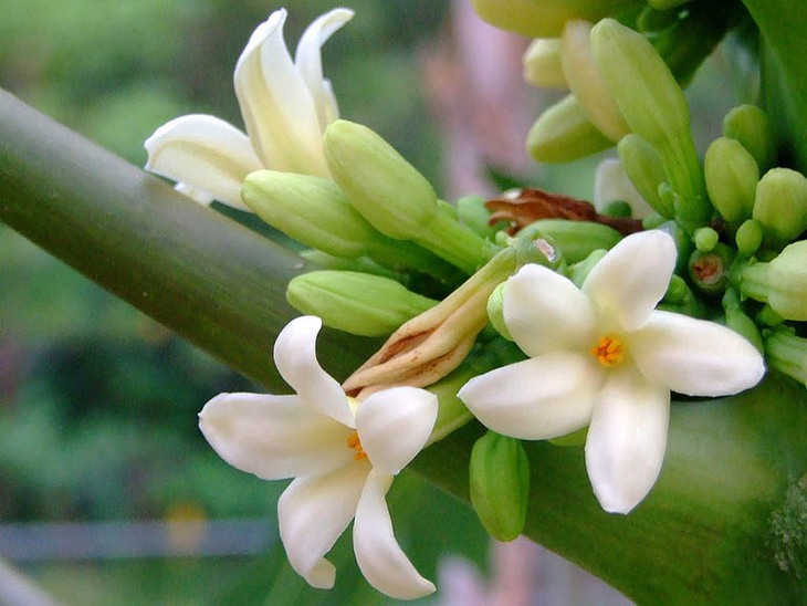 Hoa đu đủ đực tươi và hoa đu đủ đực khô dùng cái nào tốt hơn?- Ảnh 1.