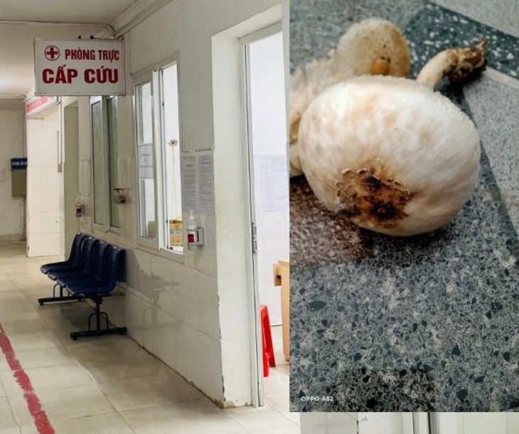 Hai ông cháu cùng nhập viện sau khi ăn nấm hái trong vườn- Ảnh 2. Hai ông cháu cùng nhập viện sau khi ăn nấm hái trong vườn- Ảnh 2.
