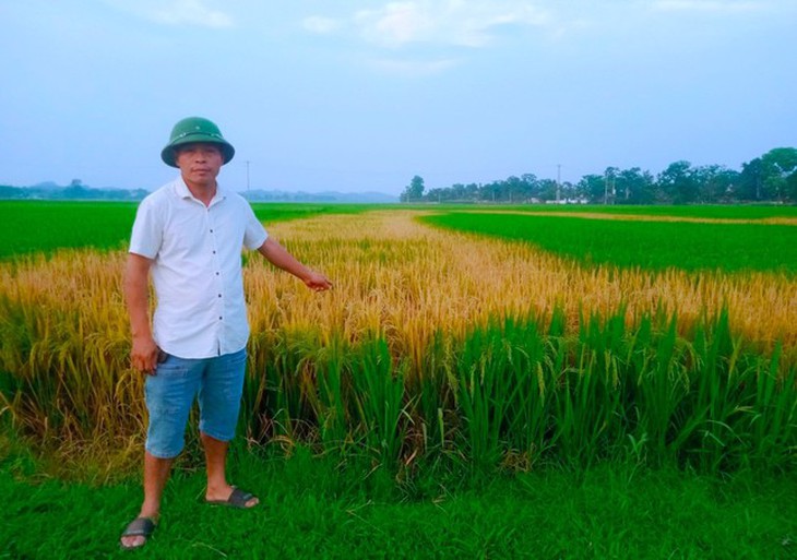 Lão nông tá hỏa khi ruộng lúa bỗng chết cháy nghi có kẻ phá hoại- Ảnh 1.