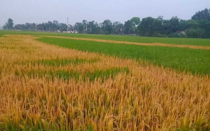 Lão nông tá hỏa khi ruộng lúa bỗng chết cháy nghi có kẻ phá hoại