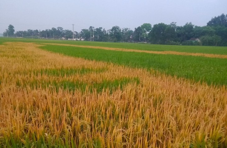 Lão nông tá hỏa khi ruộng lúa bỗng chết cháy nghi có kẻ phá hoại- Ảnh 2.