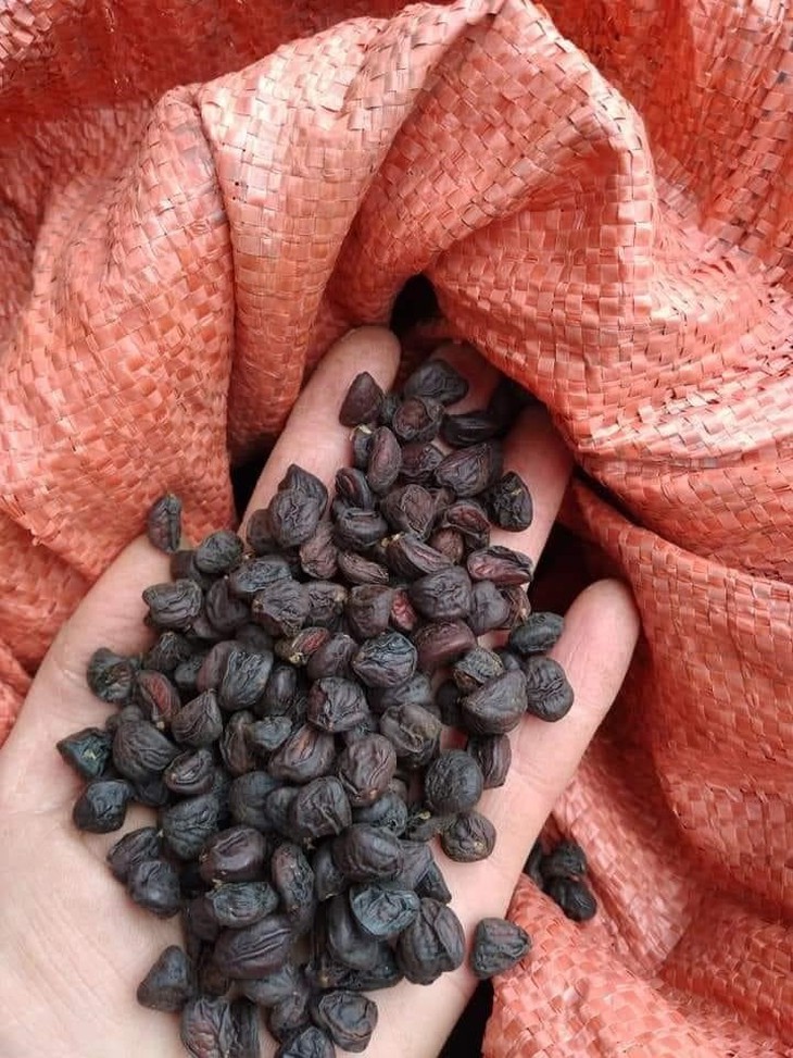 Loại hạt trước chỉ bỏ đi nay bỗng thành đặc sản, đầu bếp 5 sao săn lùng giá tới 3 triệu/kg- Ảnh 1. Loại hạt trước chỉ bỏ đi nay bỗng thành đặc sản, đầu bếp 5 sao săn lùng giá tới 3 triệu/kg- Ảnh 1.