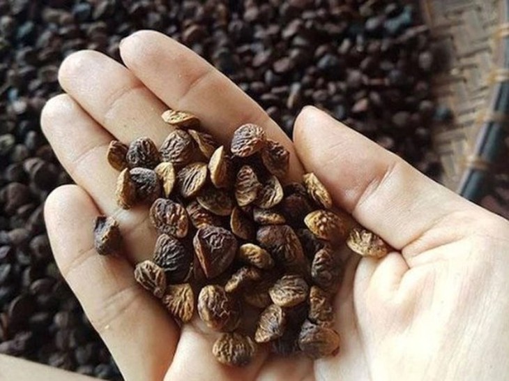 Loại hạt trước chỉ bỏ đi nay bỗng thành đặc sản, đầu bếp 5 sao săn lùng giá tới 3 triệu/kg- Ảnh 3. Loại hạt trước chỉ bỏ đi nay bỗng thành đặc sản, đầu bếp 5 sao săn lùng giá tới 3 triệu/kg- Ảnh 3.