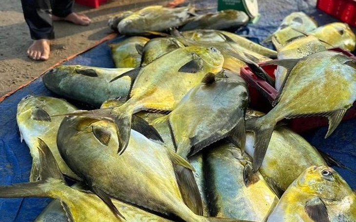 Ngư dân Hà Tĩnh "trúng đậm" mẻ cá vàng dương hơn 300 triệu đồng