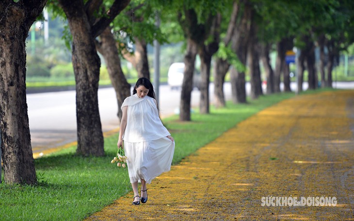 Hoa giáng hương ‘nhuộm’ vàng đường phố Hà Nội