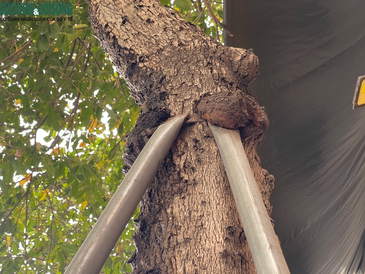 Nới lỏng 'gông sắt' cho loạt cây xanh ở Thanh Xuân, Hà Nội- Ảnh 1.