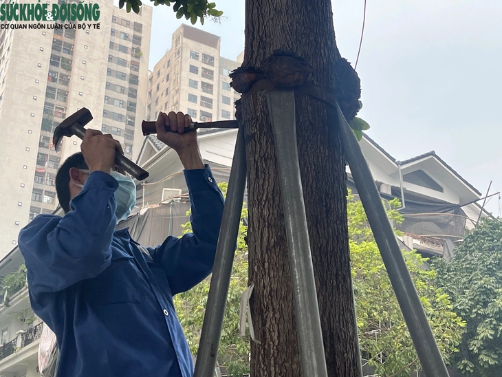 Nới lỏng 'gông sắt' cho loạt cây xanh ở Thanh Xuân, Hà Nội- Ảnh 2.