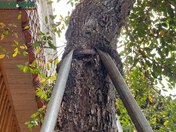 Nới lỏng 'gông sắt' cho loạt cây xanh ở Thanh Xuân, Hà Nội- Ảnh 3.