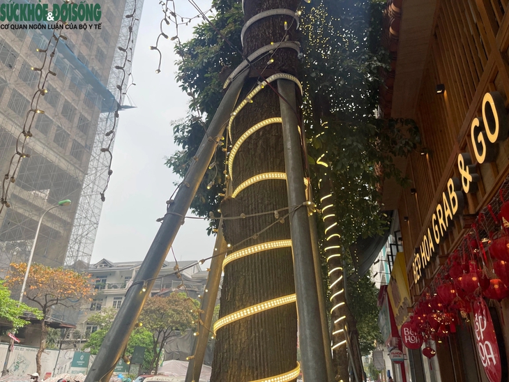 Nới lỏng 'gông sắt' cho loạt cây xanh ở Thanh Xuân, Hà Nội- Ảnh 4.