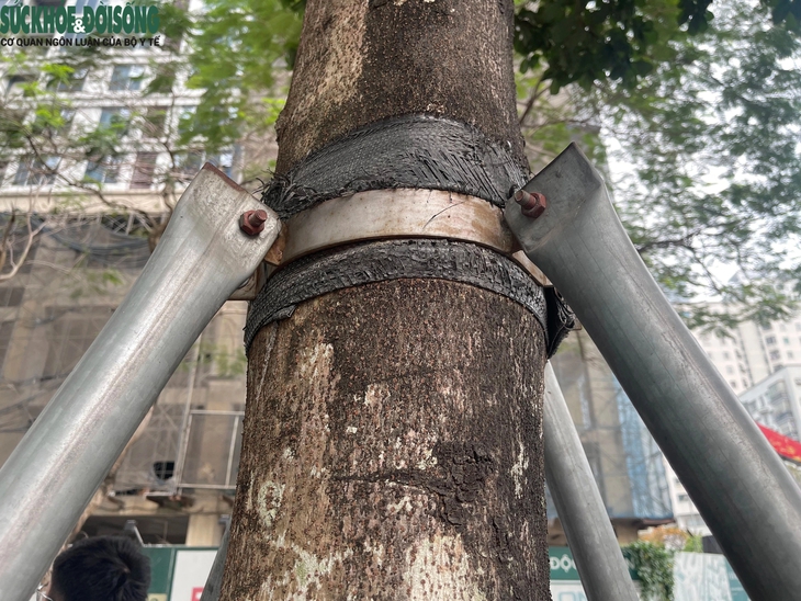 Nới lỏng 'gông sắt' cho loạt cây xanh ở Thanh Xuân, Hà Nội- Ảnh 5.