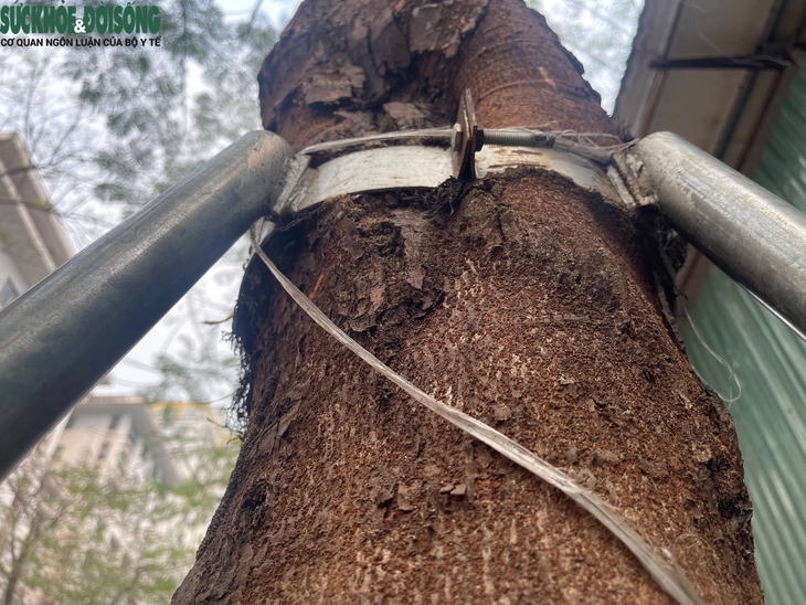 Nới lỏng 'gông sắt' cho loạt cây xanh ở Thanh Xuân, Hà Nội- Ảnh 7.