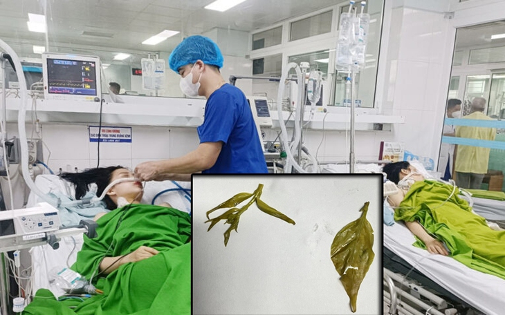 Ăn trưa với rau rừng có lẫn lá ngón, 2 chị em nguy kịch