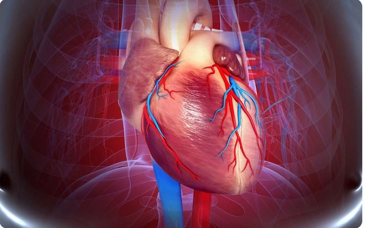 Nhồi máu cơ tim cấp: Nguyên nhân, biểu hiện, điều trị và phòng bệnh- Ảnh 1. Nhồi máu cơ tim cấp: Nguyên nhân, biểu hiện, điều trị và phòng bệnh- Ảnh 1.